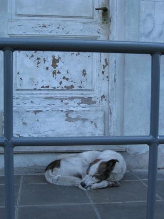 Dog Sleeping on the Doorstep